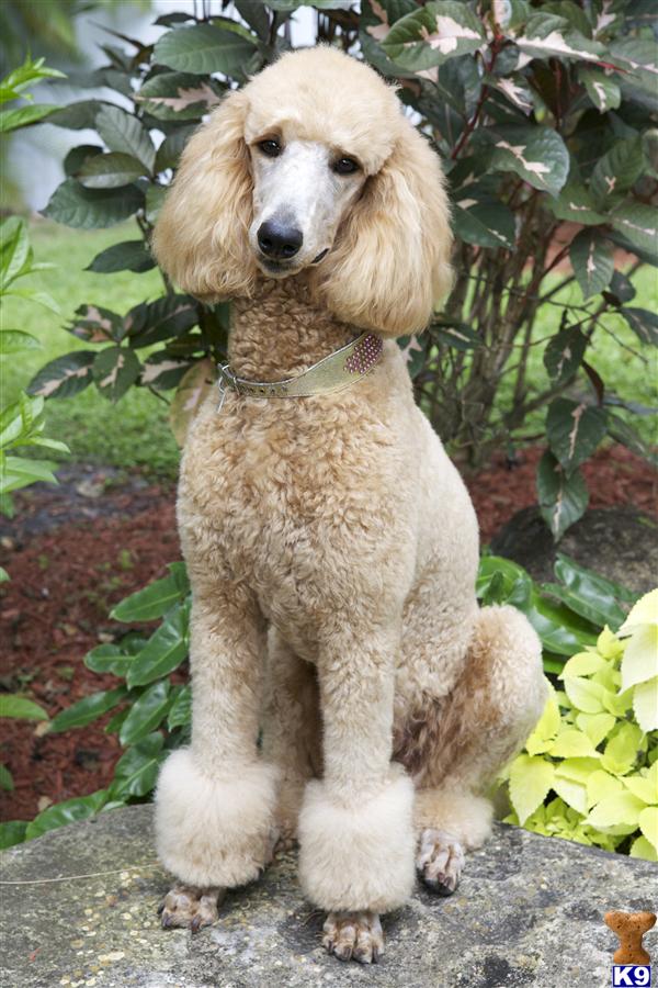 Female Dogs